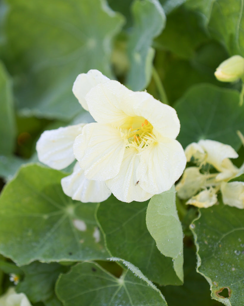 Blühende Pflanze der Kapuzinerkresse Milkmaid, Blüte in Nahaufnahme.