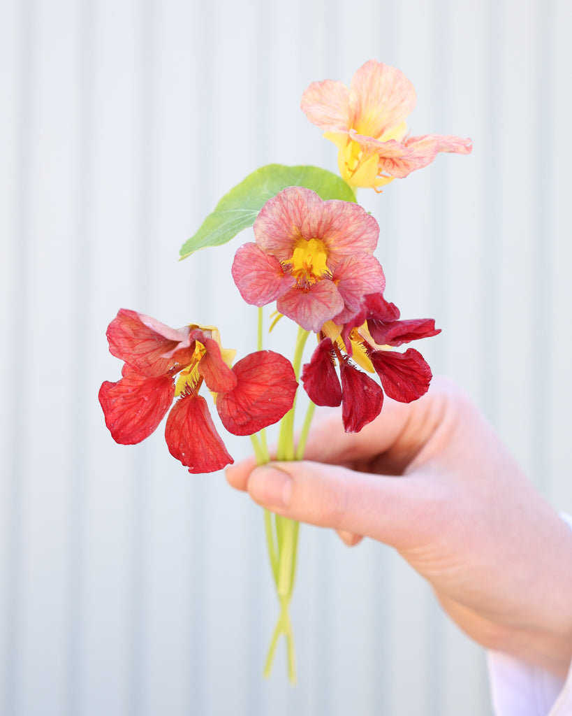Einzelne Blüten der Kapuzinerkresse Purple Emperor in der Hand gehalten.