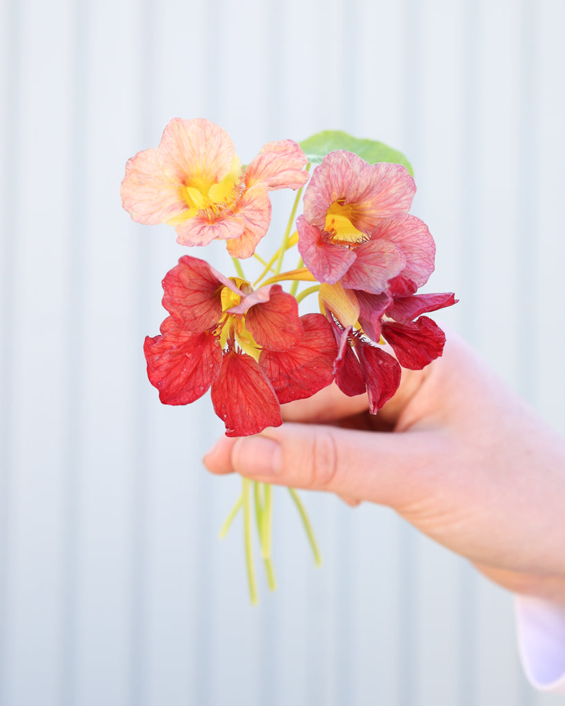 Einzelne Blüten der Kapuzinerkresse Purple Emperor in der Hand gehalten.