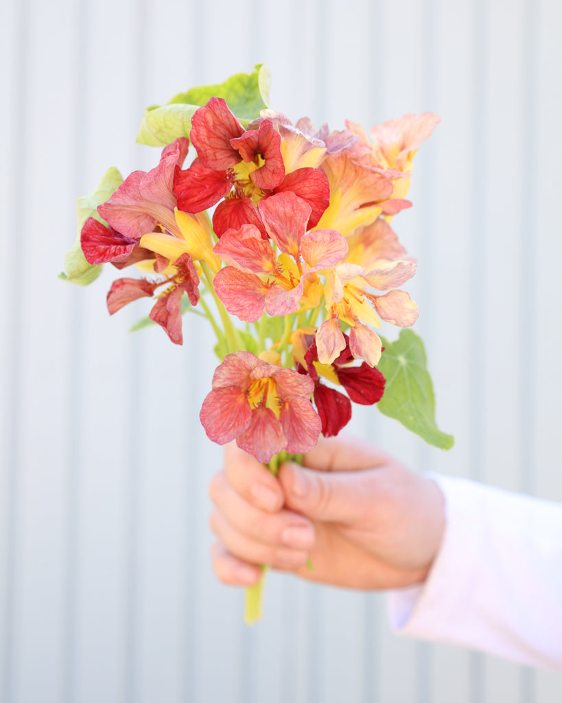 Mehrere Blüten der Kapuzinerkresse Purple Emperor in der Hand gehalten.