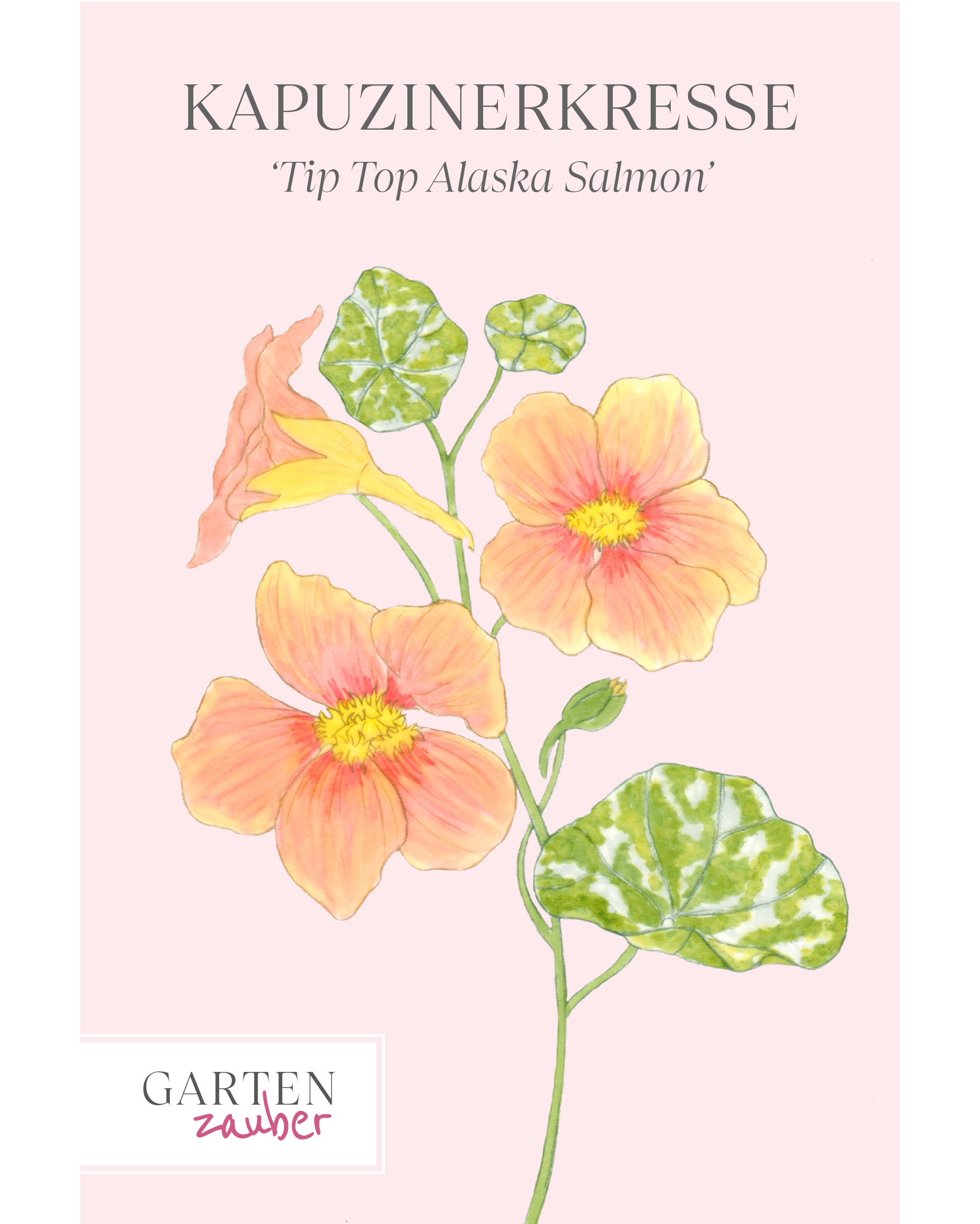 Vorderansicht Saatguttüte Kapuzinerkresse Tip Top Alaska Salmon