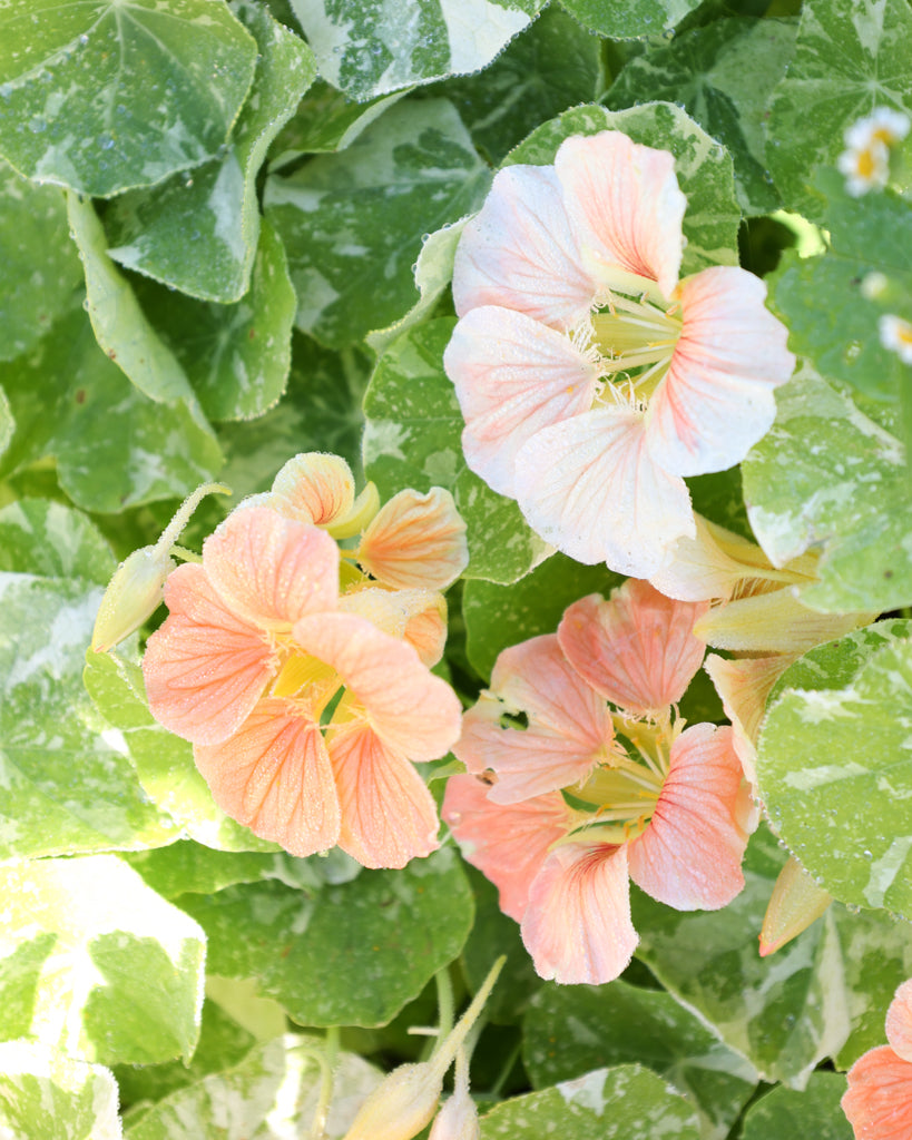 Blühende Pflanze der Kapuzinerkresse Tip Top Alaska Salmon, Blüten in Nahaufnahme.