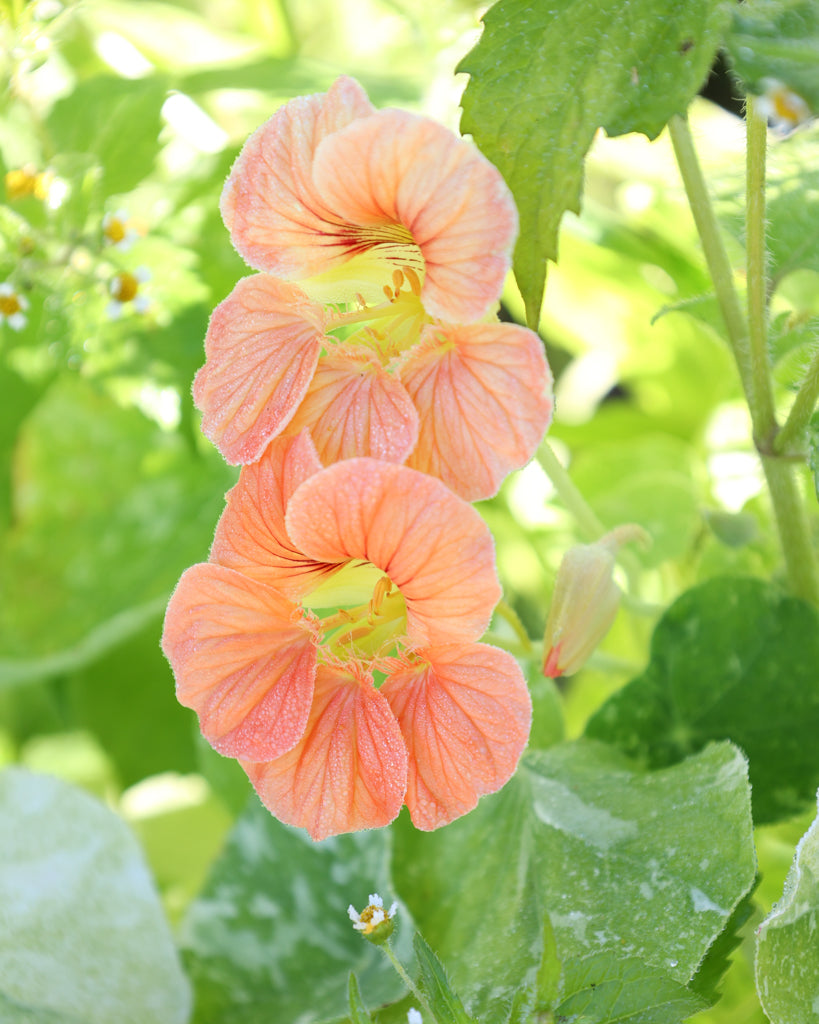 Blühende Pflanze der Kapuzinerkresse Tip Top Alaska Salmon, Blüte in Nahaufnahme.