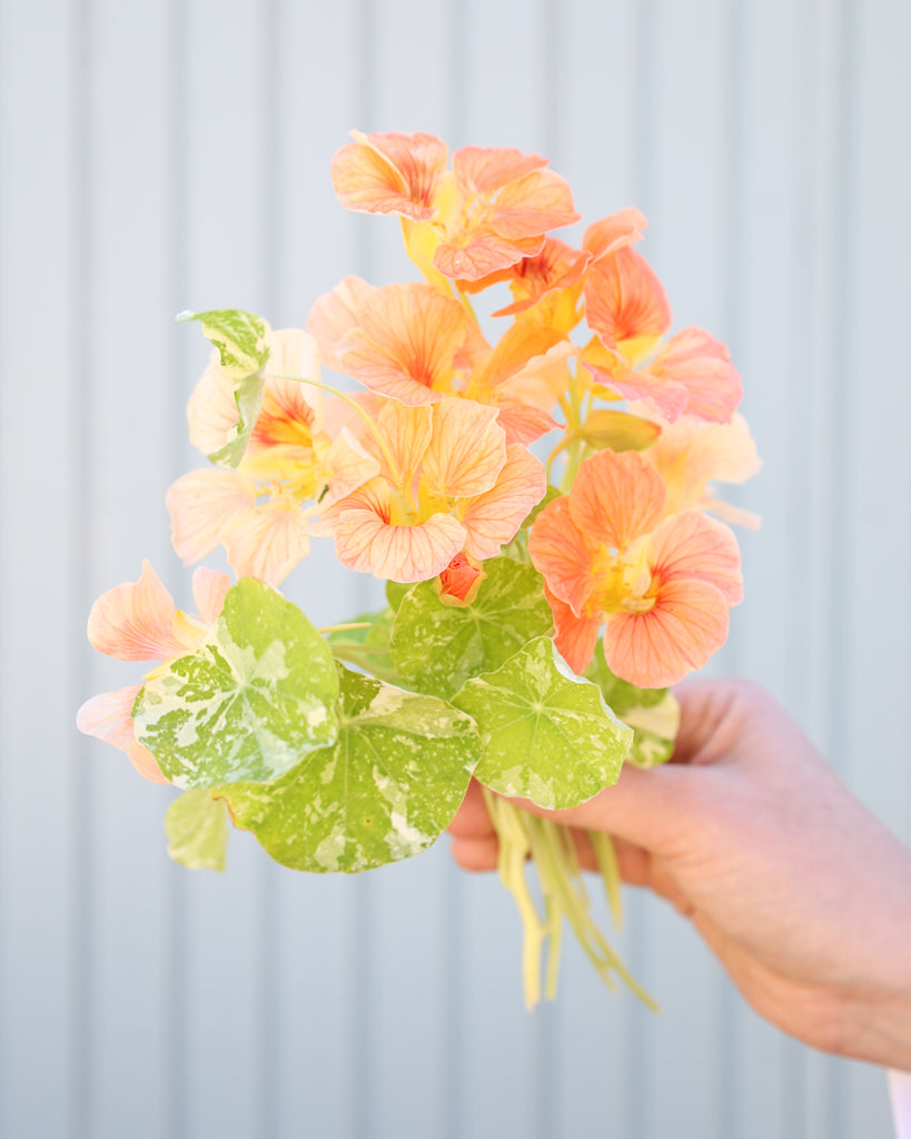 Kleiner Strauß der Kapuzinerkresse Tip Top Alaska Salmon in die Kamera gehalten.