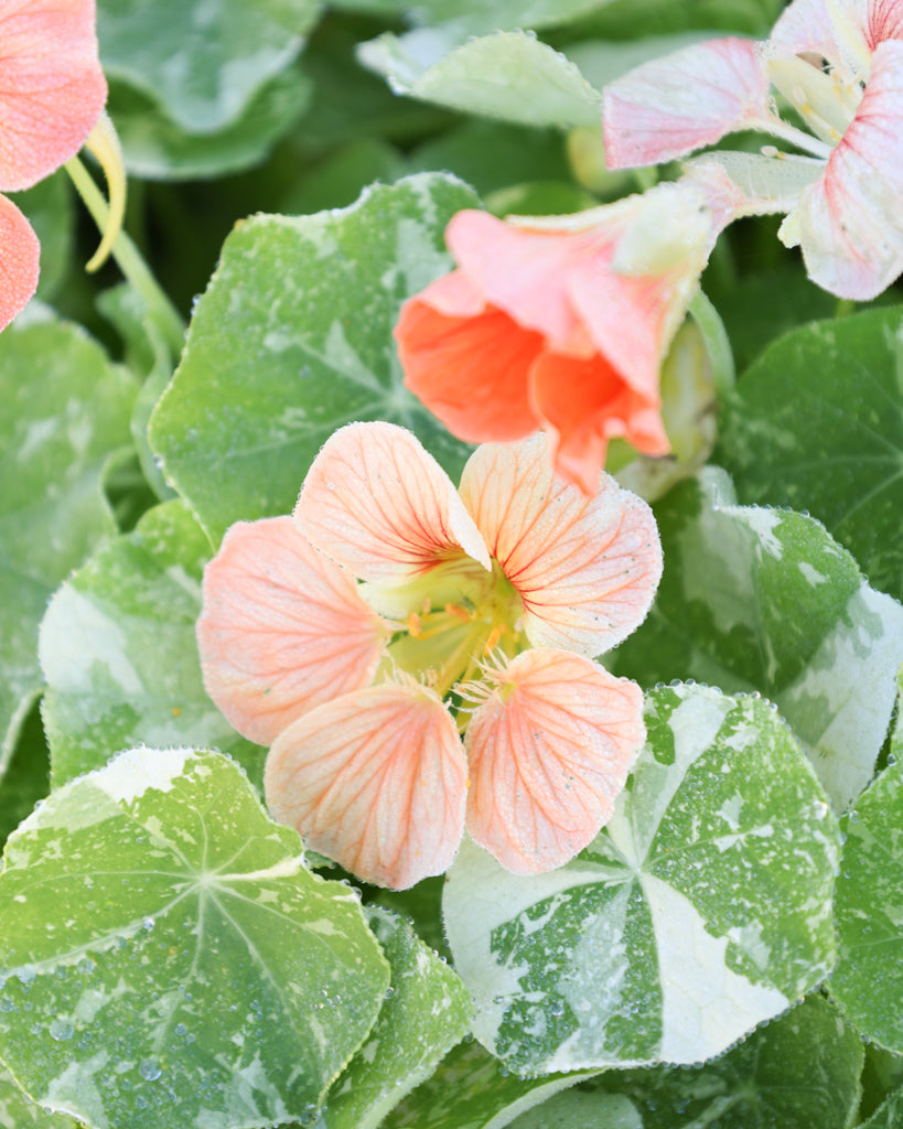 Lachsfarbene Blüten der Kapuzinerkresse ‚Tip Top Alaska Salmon‘ mit panaschierten, grün-weißen Blättern.