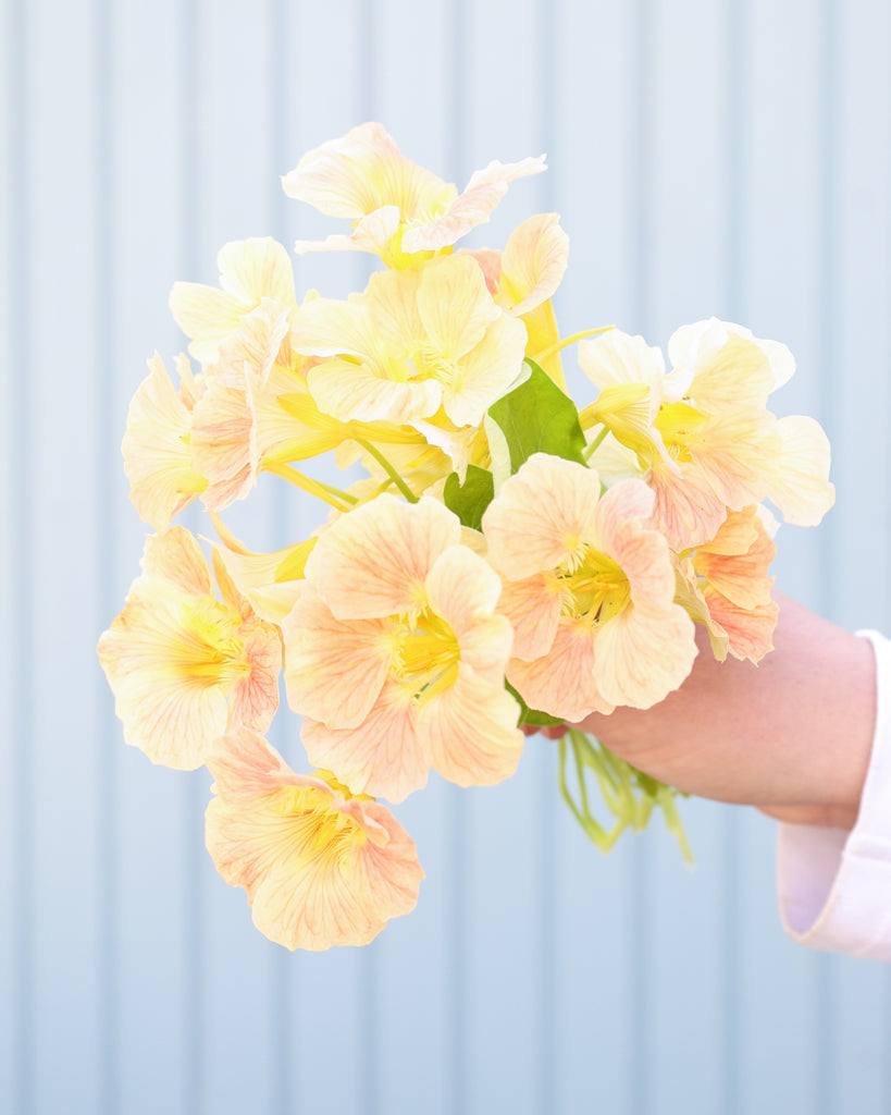Kleiner Struß der Kapuzinerkresse Tip Top Pink Blush in die Kamera gehalten.