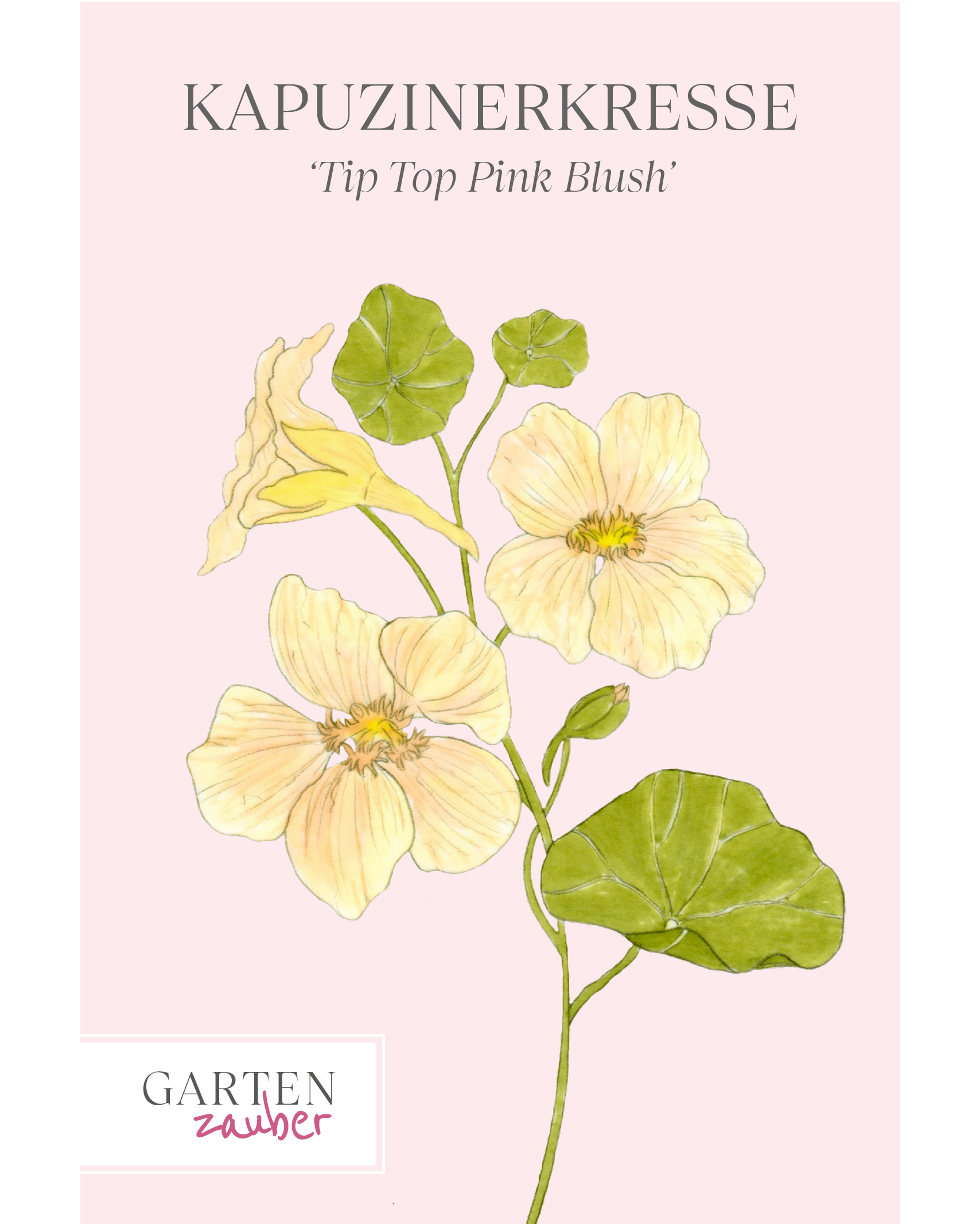 Vorderansicht Saatguttüte Kauzinerkresse Tip Top Pink BLush