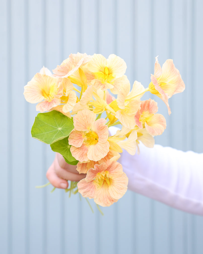 Kleiner Struß der Kapuzinerkresse Tip Top Pink Blush in die Kamera gehalten.