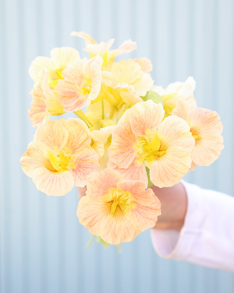 Kleiner Struß der Kapuzinerkresse Tip Top Pink Blush in die Kamera gehalten.