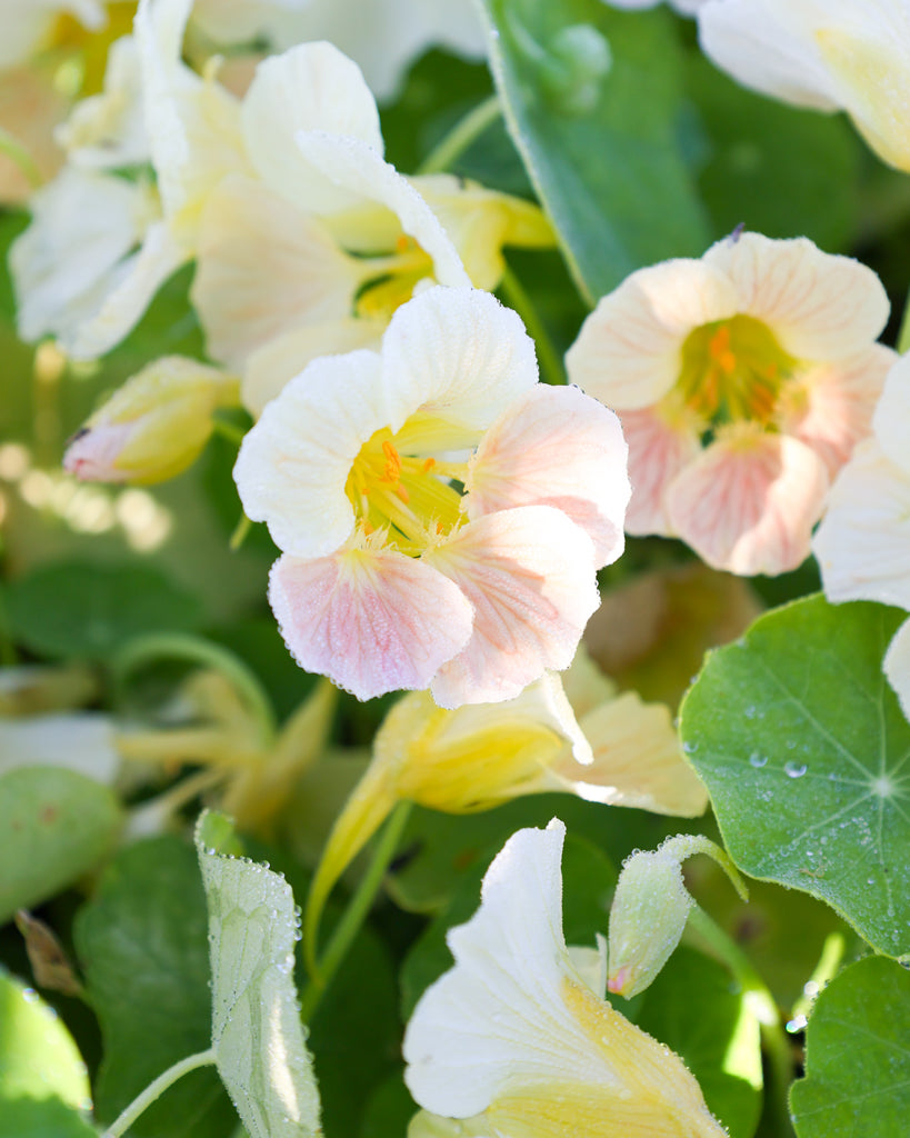Blühende Pflanze der Kapuzinerkresse Tip Top Pink Blush, Blüte in Nahaufnahme.