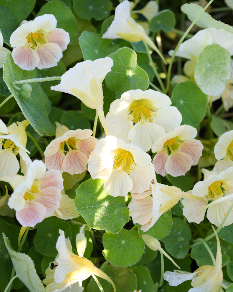 Zart rosafarbene Blüten der Kapuzinerkresse ‚Tip Top Pink Blush‘ mit rundem, grünem Blattwerk.