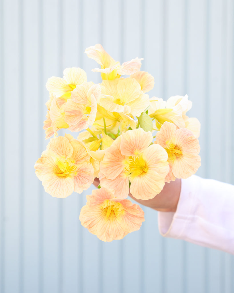 Kleiner Struß der Kapuzinerkresse Tip Top Pink Blush in die Kamera gehalten.