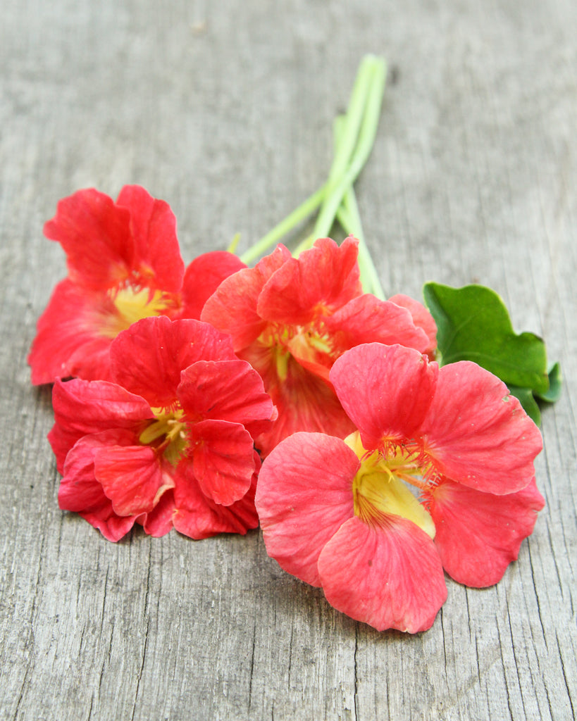 Nasturtium - Tropaeolum minus 'Jewel Cherry Rose'