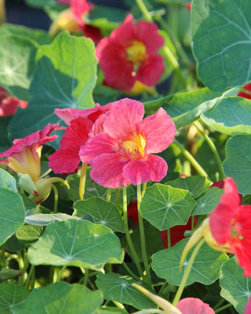 Nasturtium - Tropaeolum minus 'Jewel Cherry Rose'