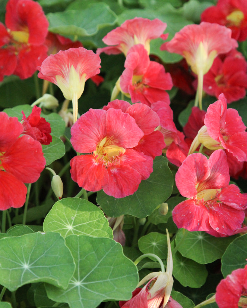 Nasturtium - Tropaeolum minus 'Jewel Cherry Rose'
