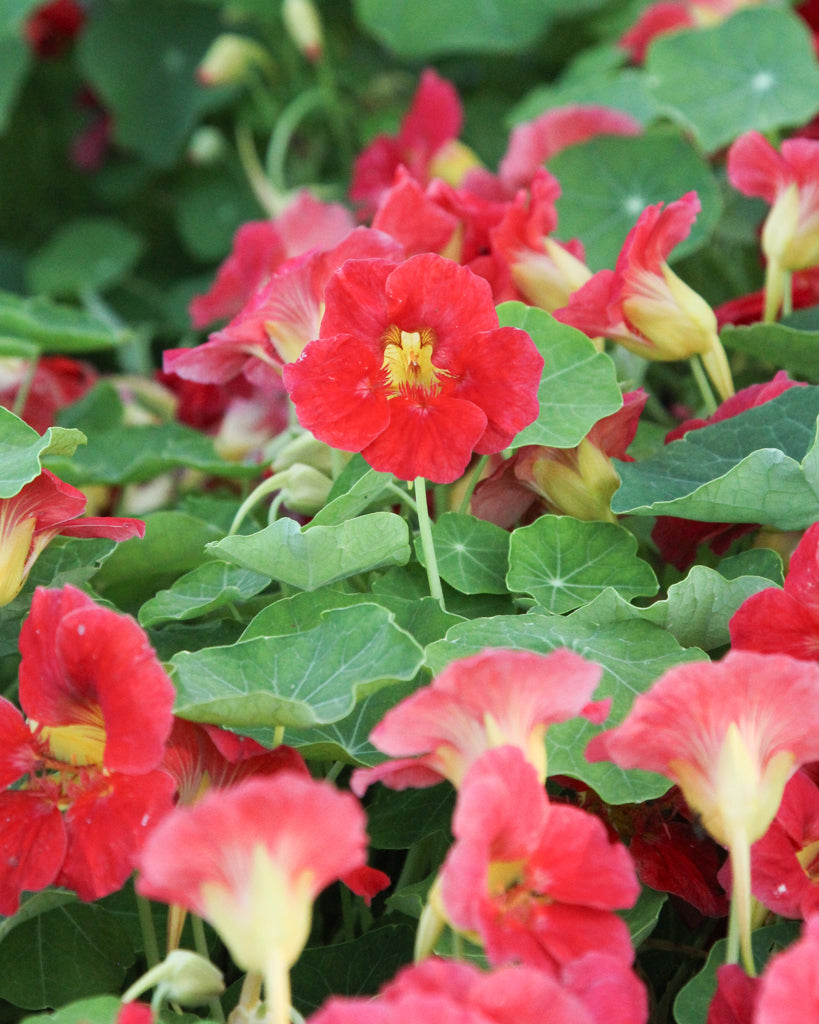 Nasturtium - Tropaeolum minus 'Jewel Cherry Rose'