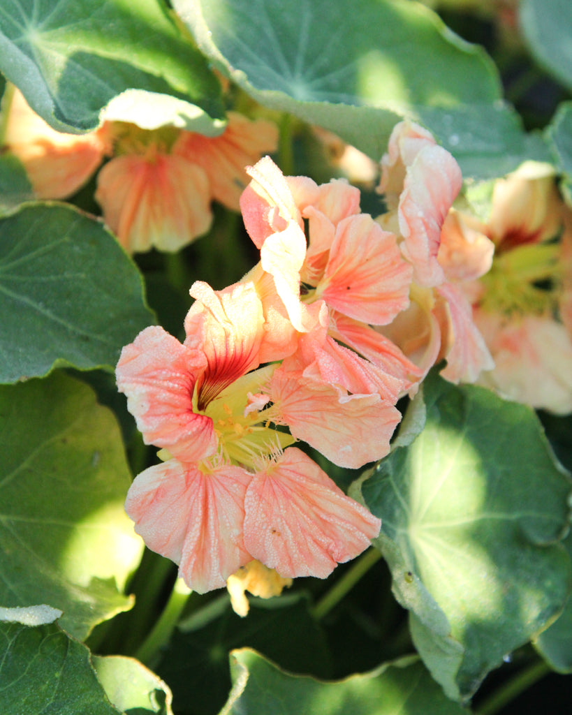Nasturtium - Tropaeolum majus 'Salmon Gleam'