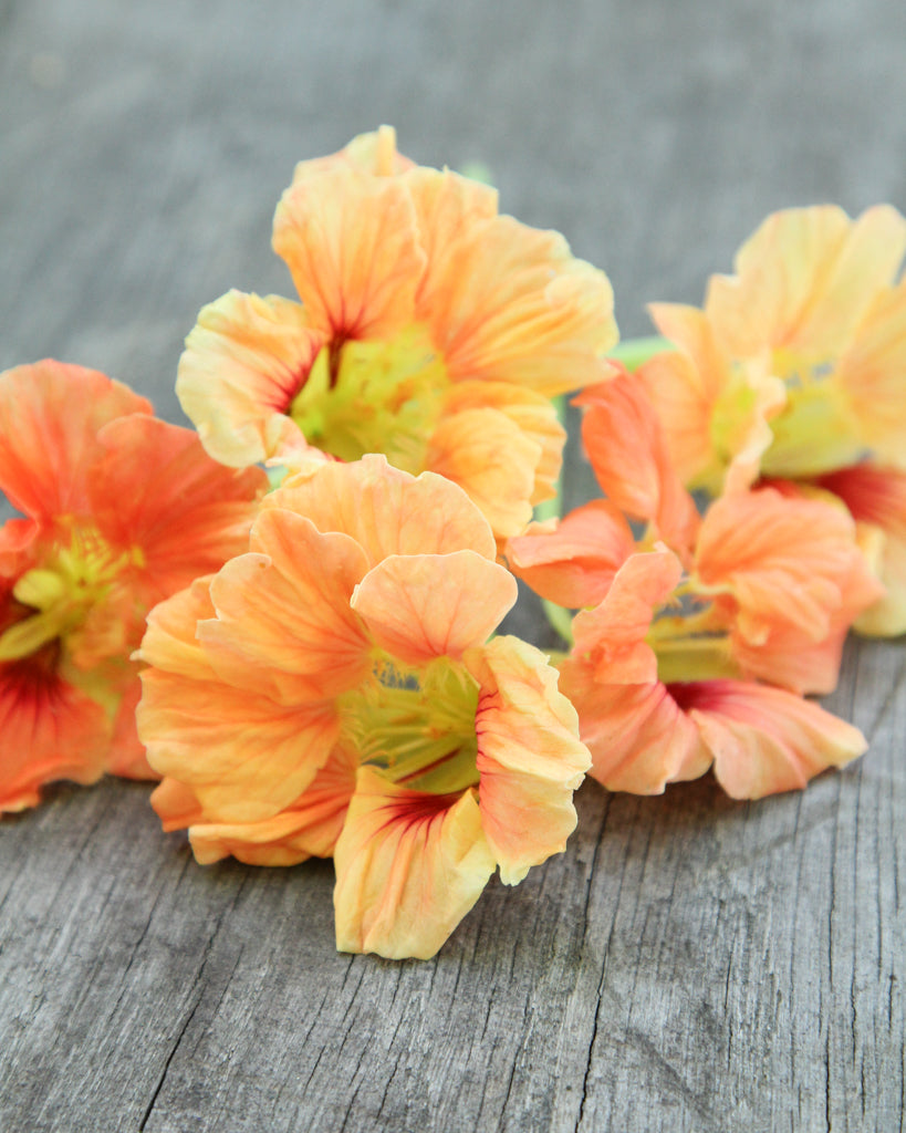 Nasturtium - Tropaeolum majus 'Salmon Gleam'