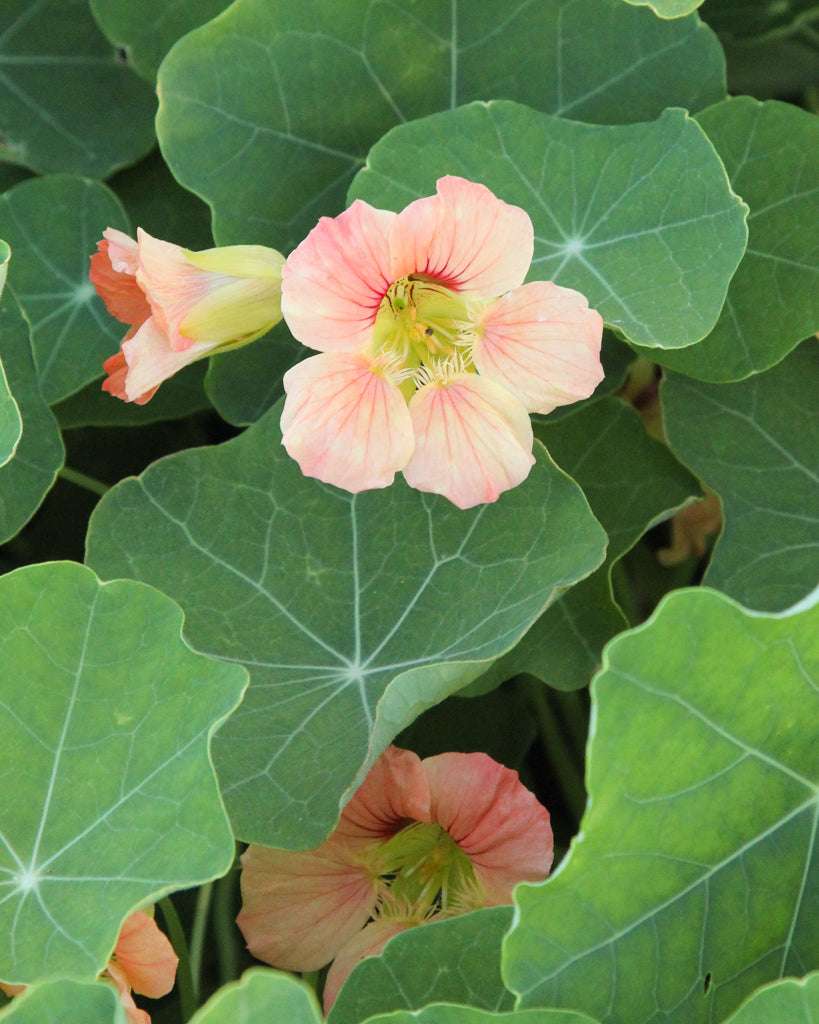 Nasturtium - Tropaeolum majus 'Salmon Gleam'