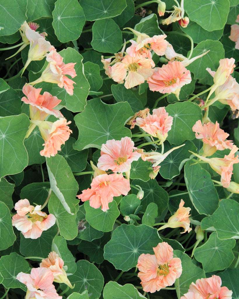 Nasturtium - Tropaeolum majus 'Salmon Gleam'