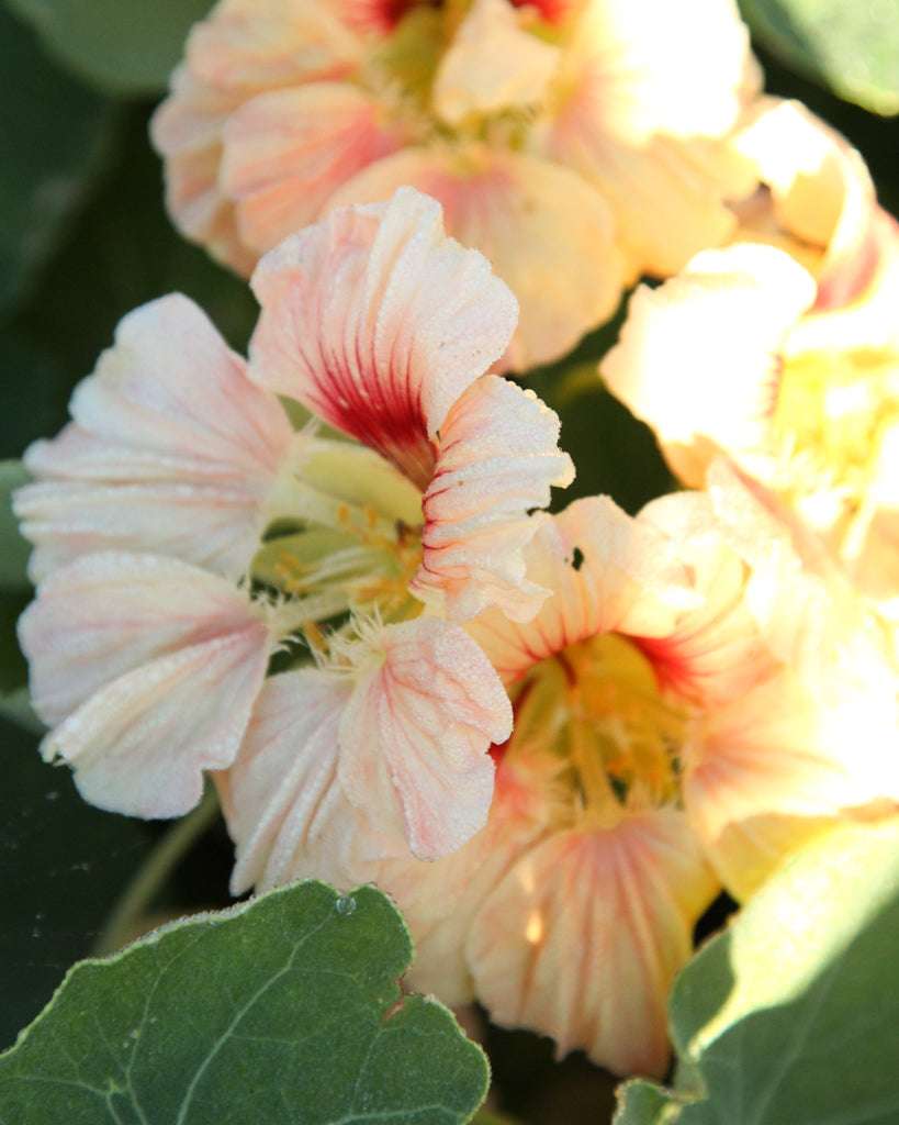 Nasturtium - Tropaeolum majus 'Salmon Gleam'