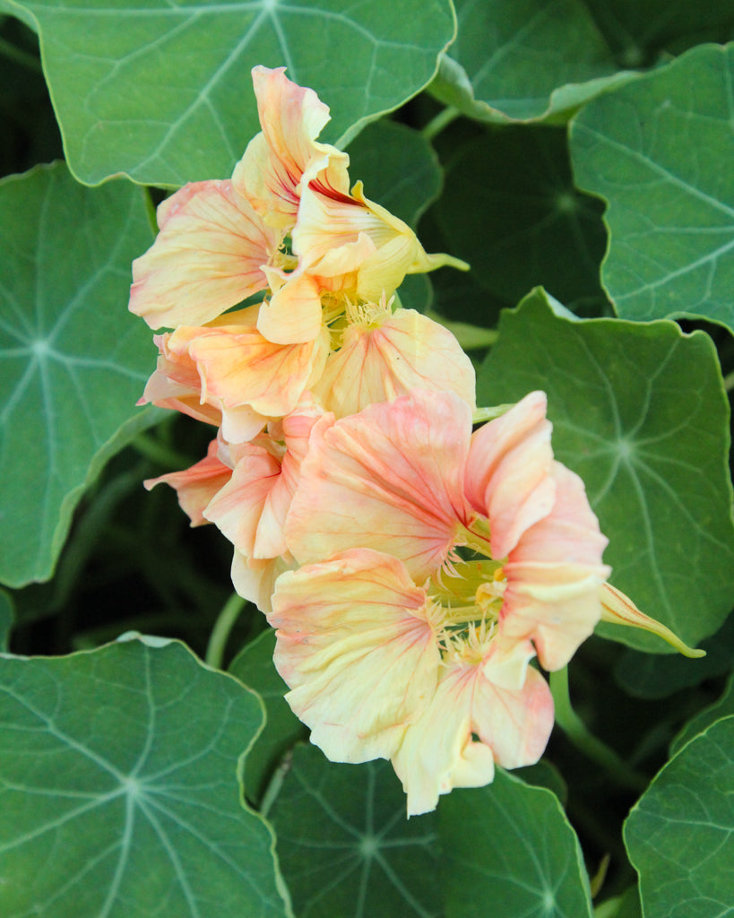Nasturtium - Tropaeolum majus 'Salmon Gleam'