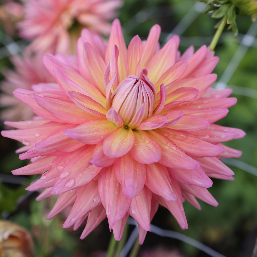 Dahlia Kenora Jeannie