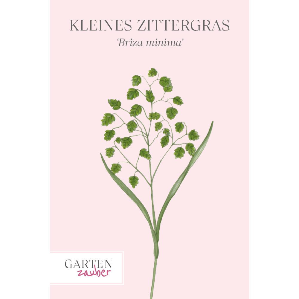 Vorderansicht Saatguttuete Kleines Zittergras Briza minima aus der Gartenzauber-Saatgutserie