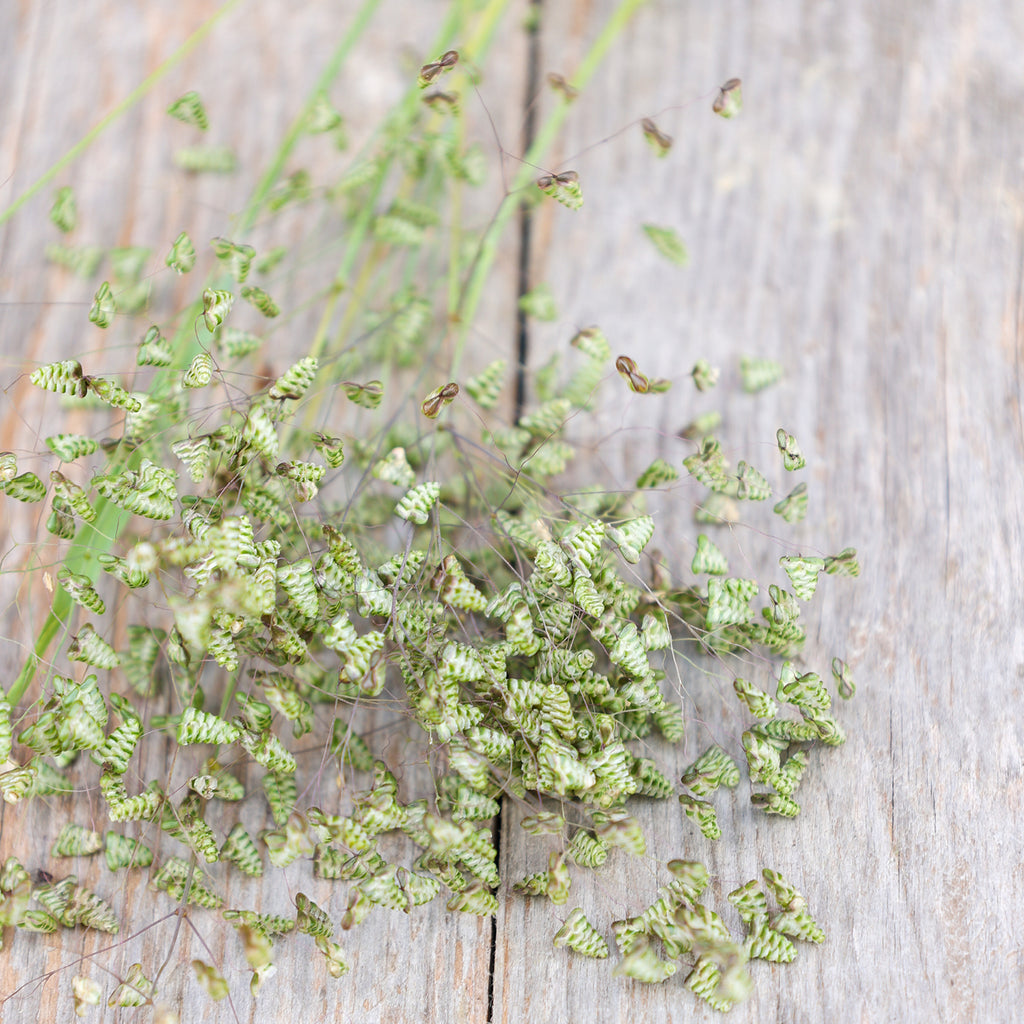 Bluehende Pflanze Kleines Zittergras Briza minima aus der Gartenzauber-Saatgutserie