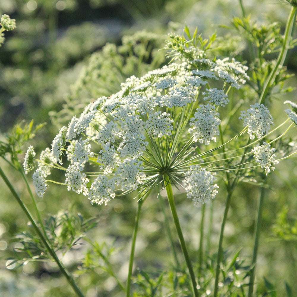 Bluehende Pflanze Knorpelmöhre - Ammi Majus aus der Gartenzauber-Saatgutserie