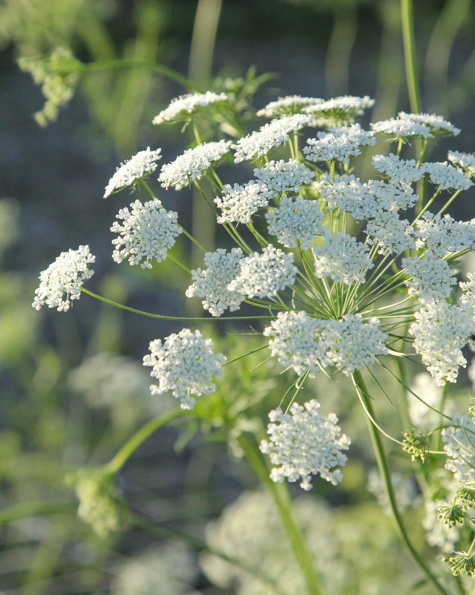 Feine, weiße Blütendolden der Knorpelmöhre mit natürlicher, wiesenartiger Wirkung.
