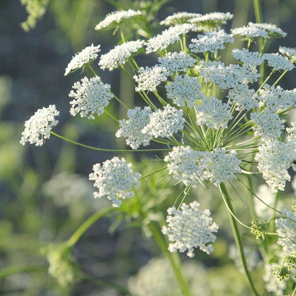 Bluehende Pflanze Knorpelmöhre - Ammi Majus aus der Gartenzauber-Saatgutserie