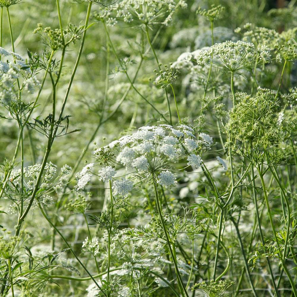 Bluehende Pflanze Knorpelmöhre - Ammi Majus aus der Gartenzauber-Saatgutserie