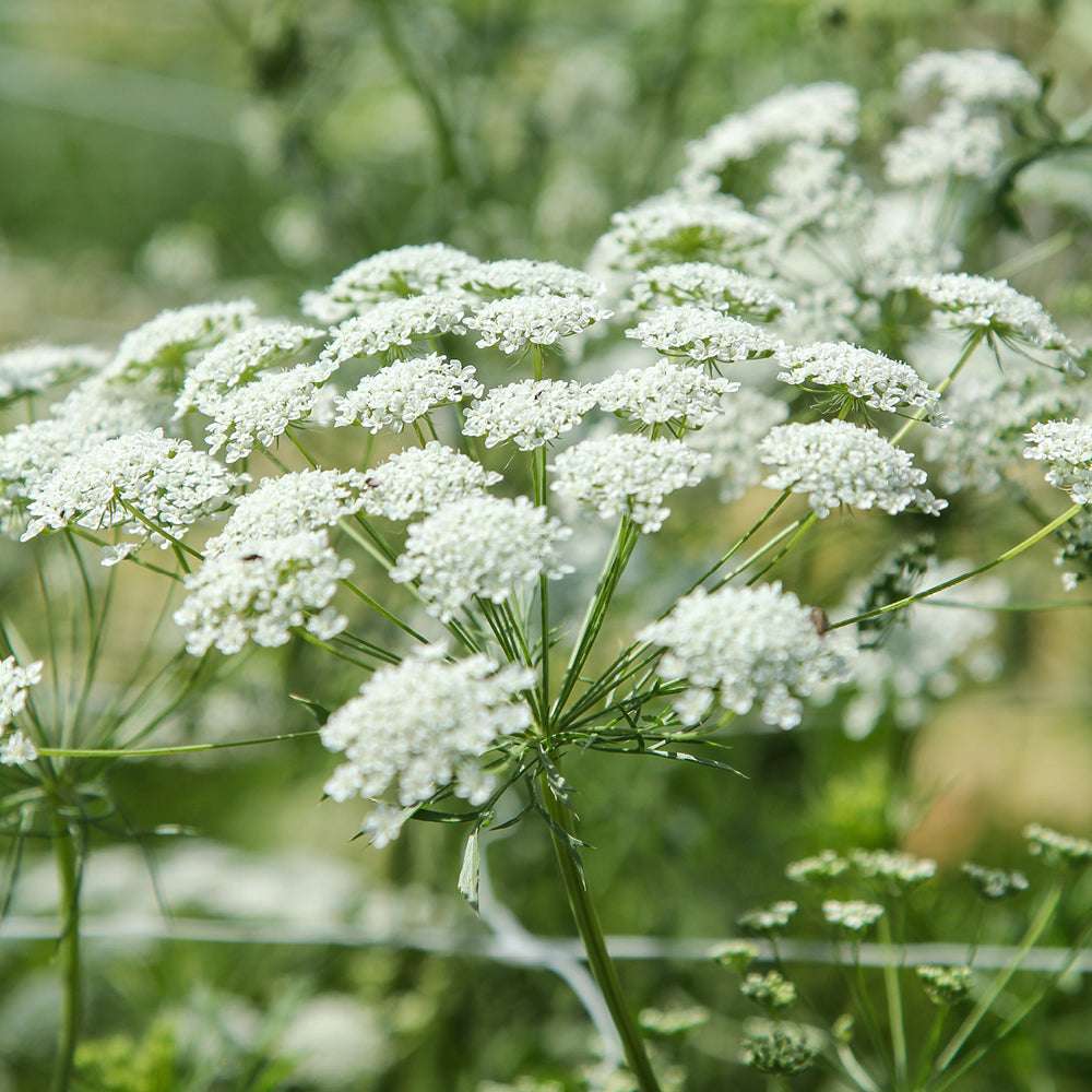 Bluehende Pflanze Knorpelmöhre - Ammi Majus aus der Gartenzauber-Saatgutserie