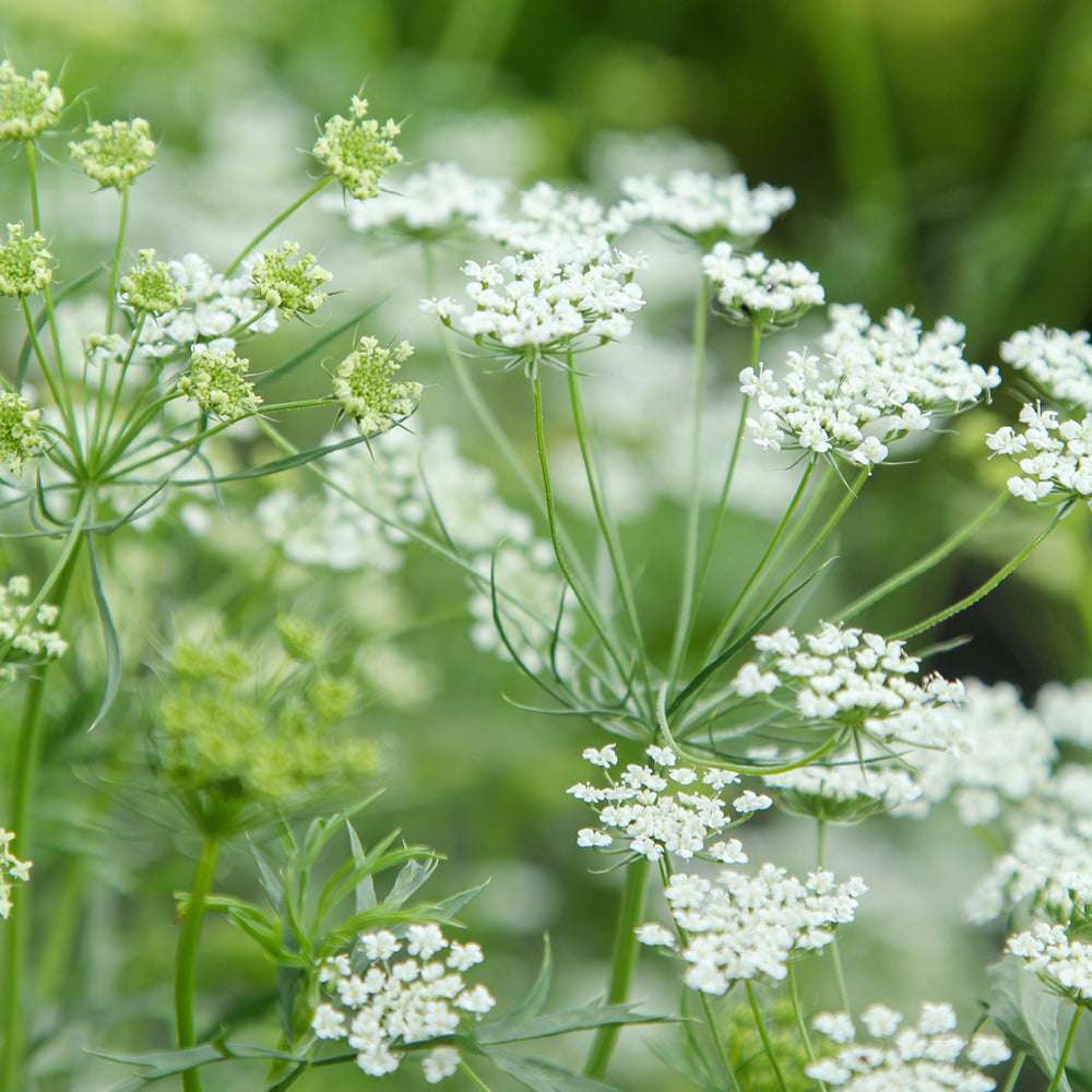 Bluehende Pflanze Knorpelmöhre - Ammi Majus aus der Gartenzauber-Saatgutserie