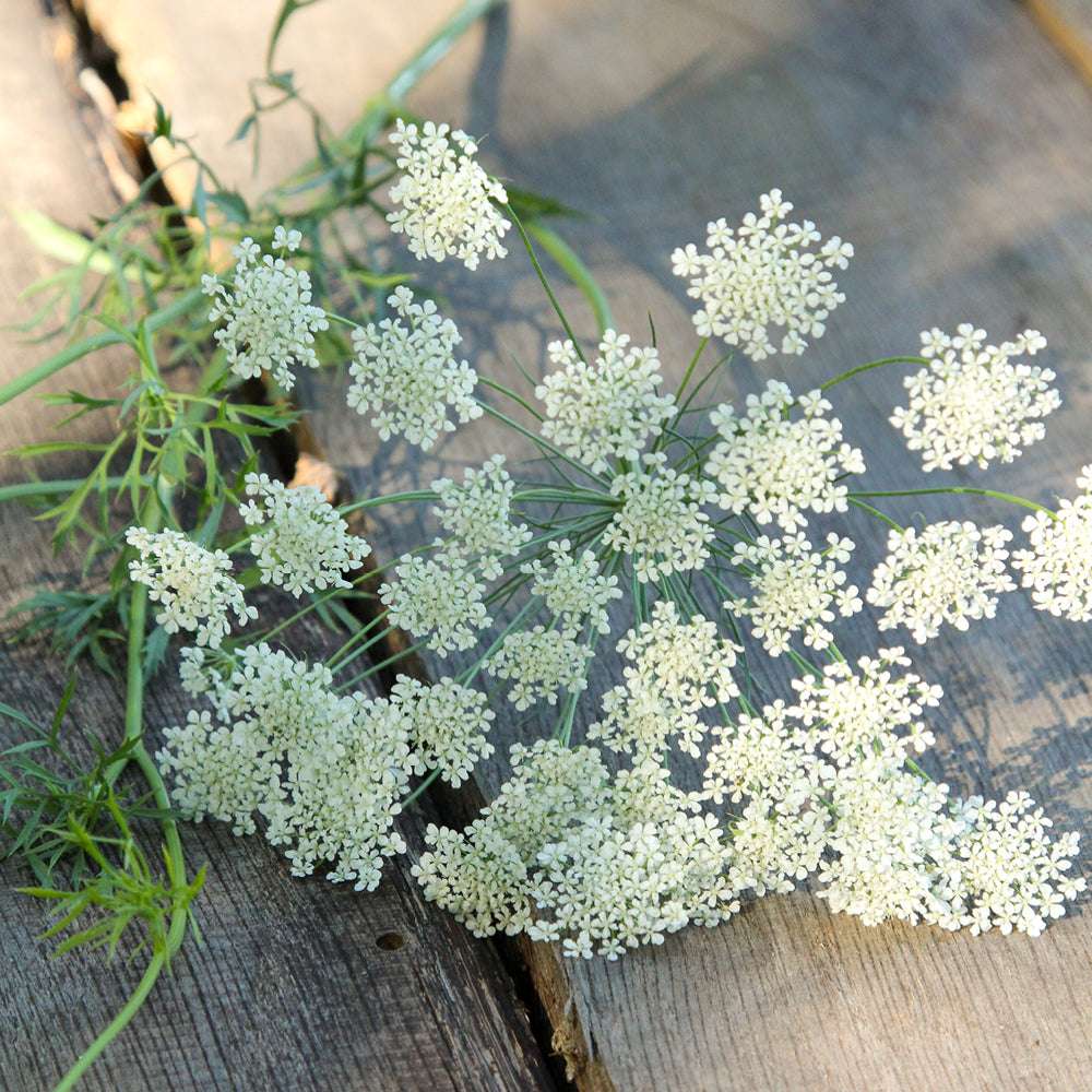 Bluehende Pflanze Knorpelmöhre - Ammi Majus aus der Gartenzauber-Saatgutserie