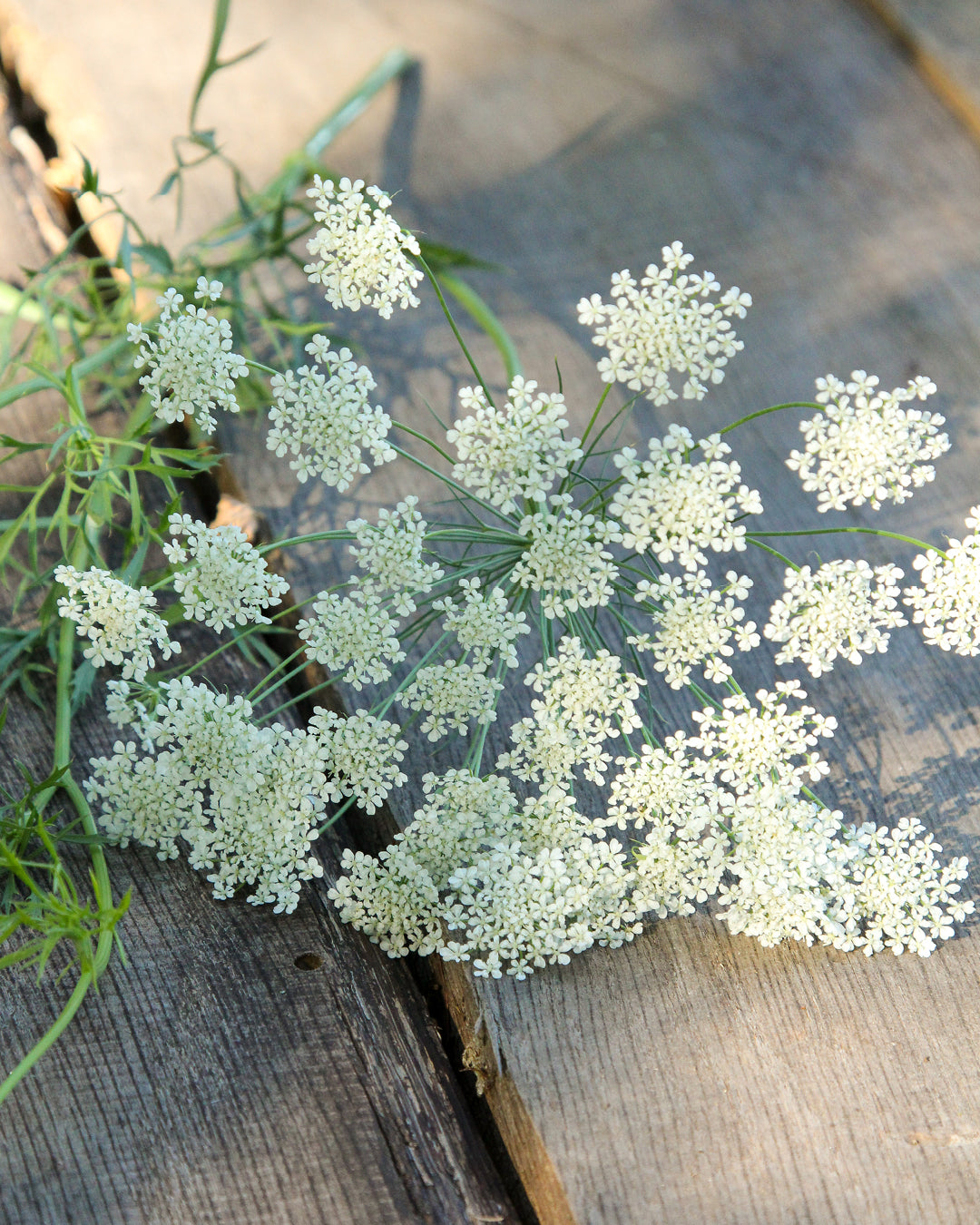 Bluehende Pflanze Knorpelmöhre - Ammi Majus aus der Gartenzauber-Saatgutserie