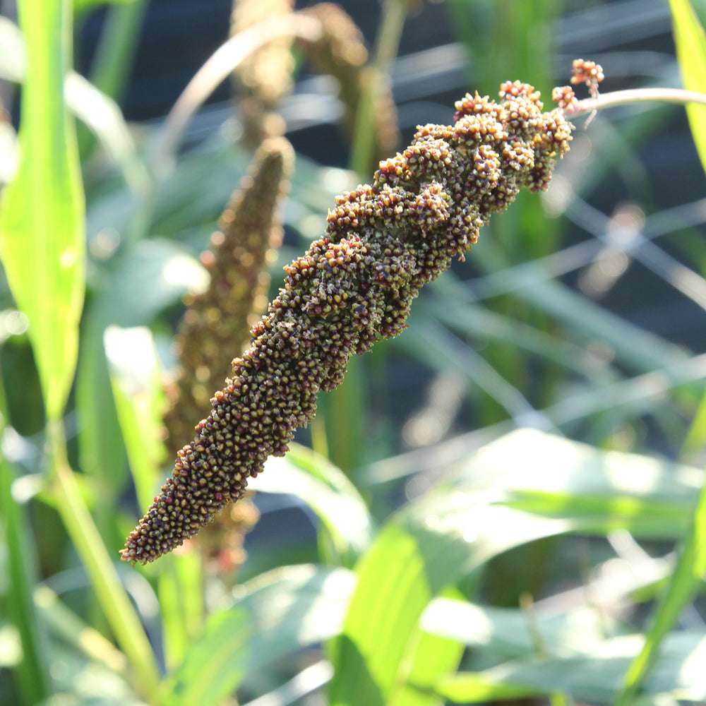 Bluehende Pflanze Kolbenhirse - Setaria italica 'Highlander' aus der Gartenzauber-Saatgutserie