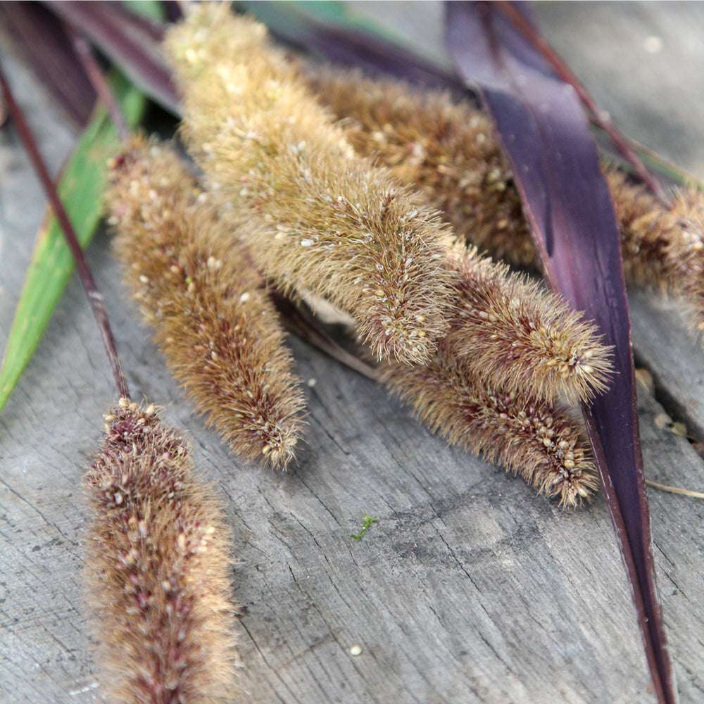 Bluehende Pflanze Kolbenhirse - Setaria italica 'Red Jewel' aus der Gartenzauber-Saatgutserie