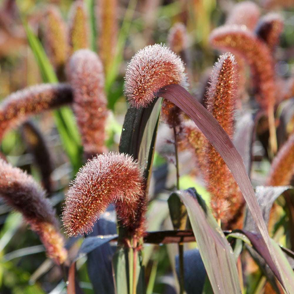 Bluehende Pflanze Kolbenhirse - Setaria italica 'Red Jewel' aus der Gartenzauber-Saatgutserie
