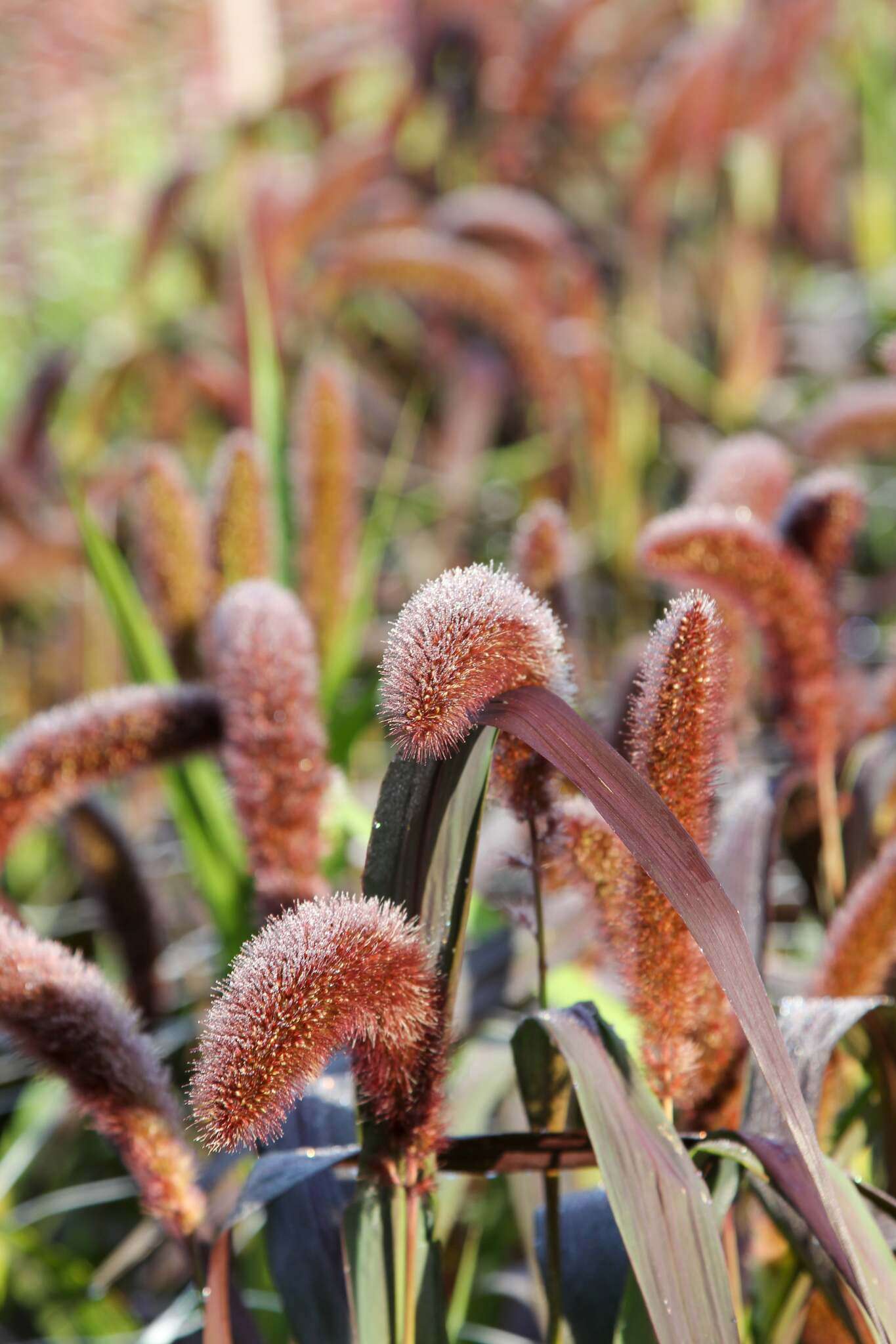 Bluehende Pflanze Kolbenhirse - Setaria italica 'Red Jewel' aus der Gartenzauber-Saatgutserie