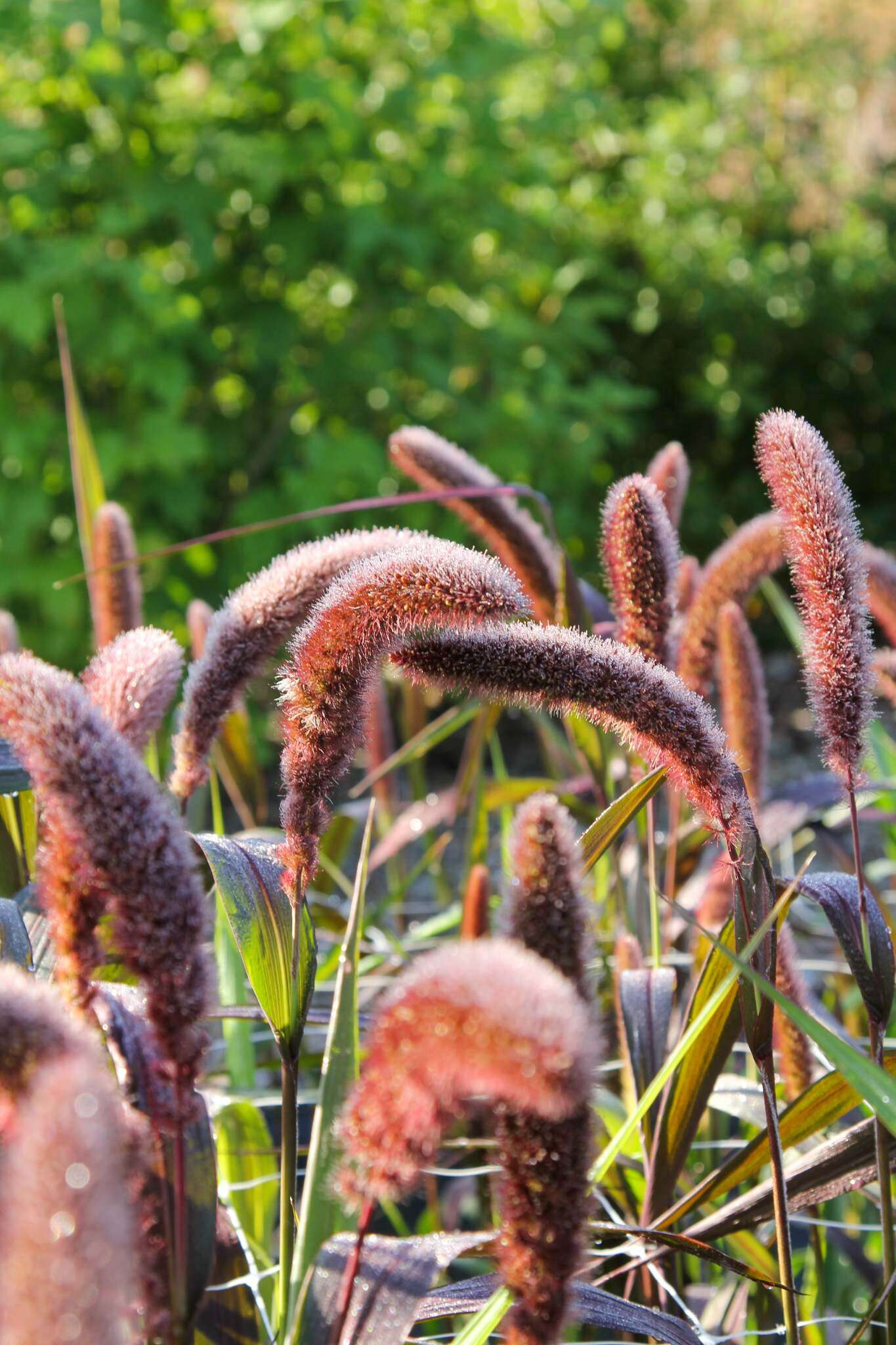 Bluehende Pflanze Kolbenhirse - Setaria italica 'Red Jewel' aus der Gartenzauber-Saatgutserie