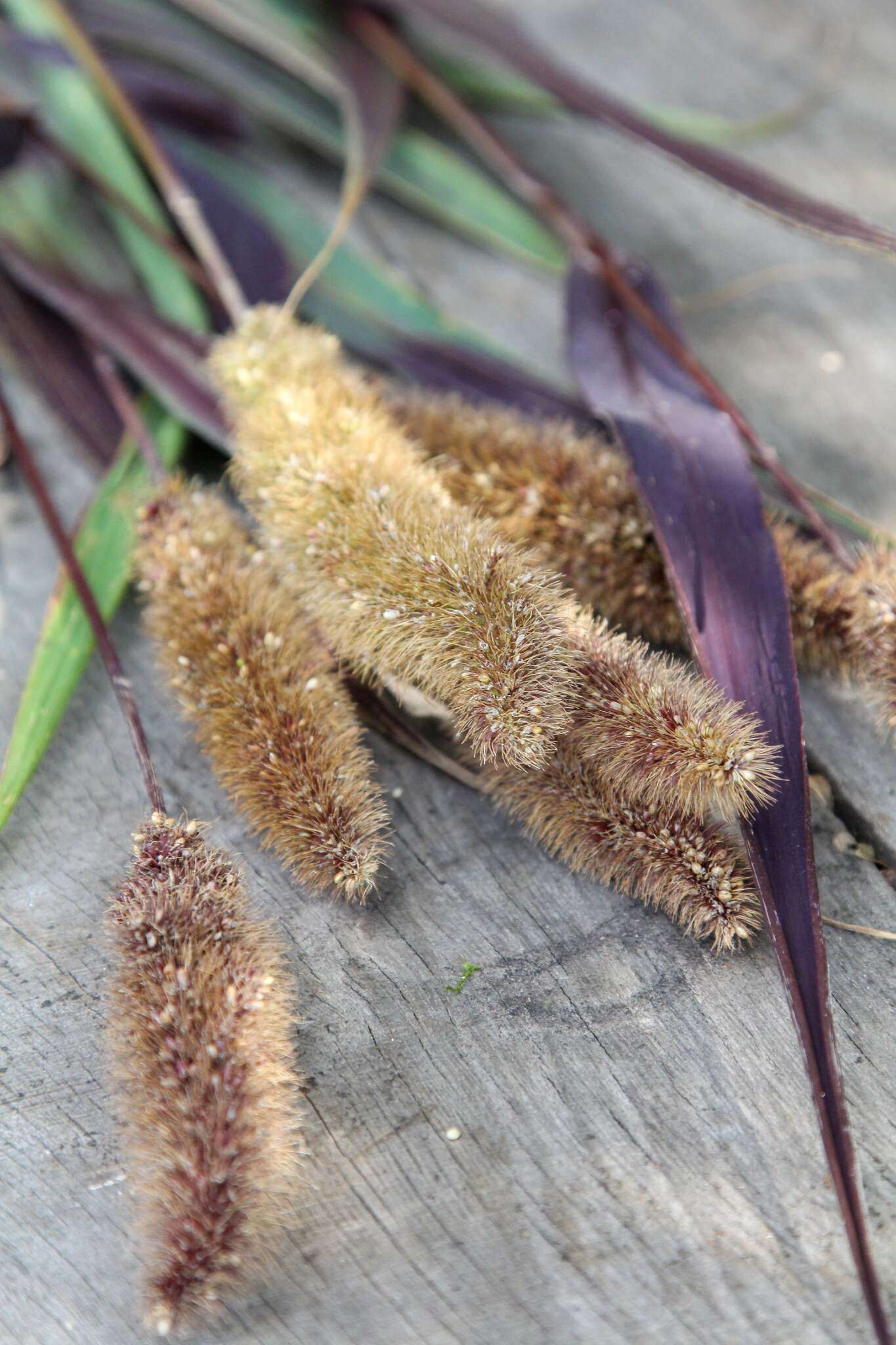 Bluehende Pflanze Kolbenhirse - Setaria italica 'Red Jewel' aus der Gartenzauber-Saatgutserie