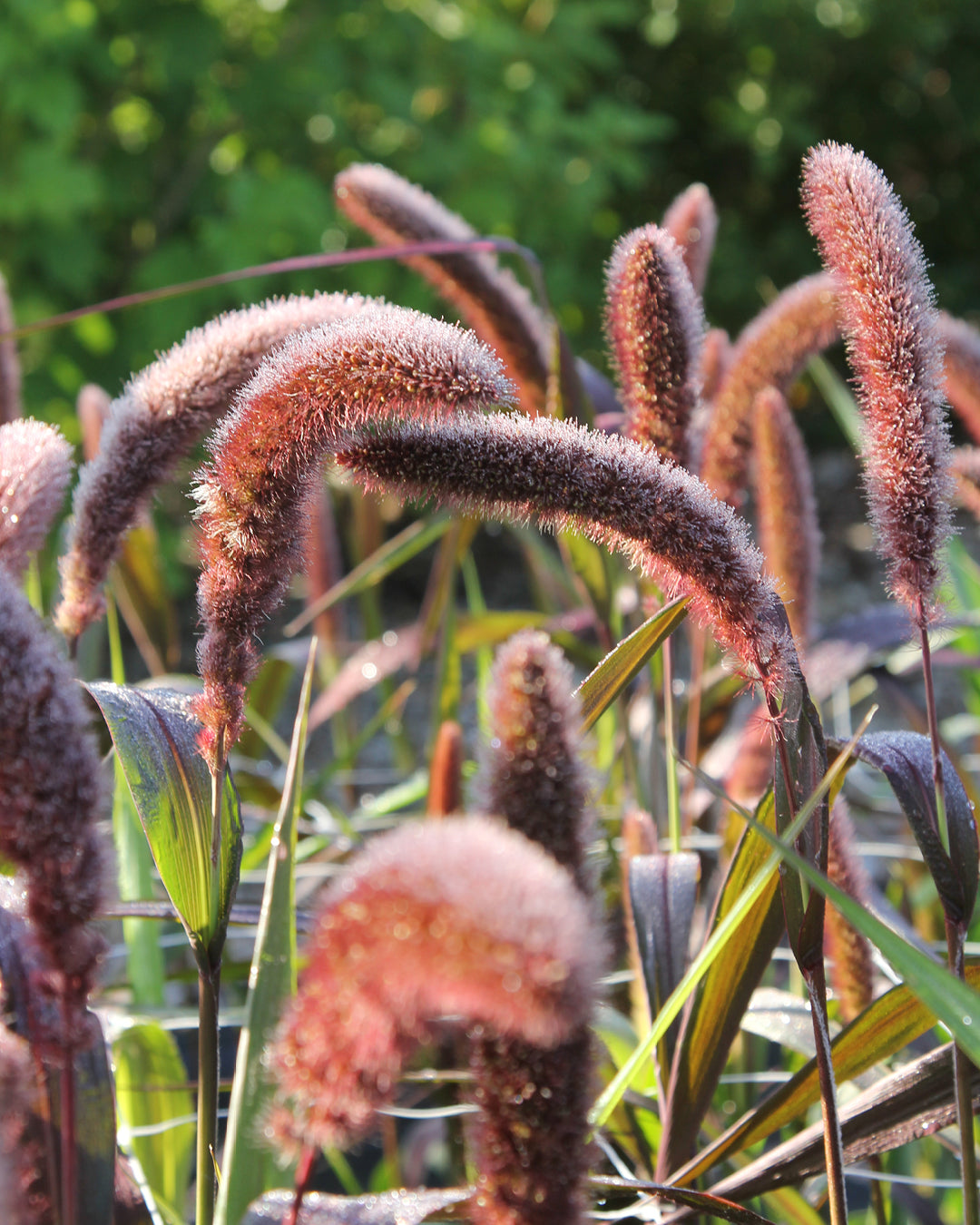 Bluehende Pflanze Kolbenhirse - Setaria italica 'Red Jewel' aus der Gartenzauber-Saatgutserie