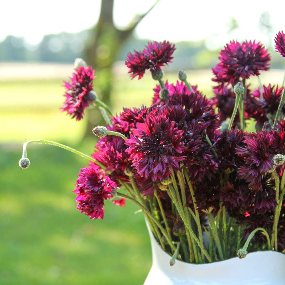 Bluehende Pflanze Kornblume - Centaurea cyanus ´Black Button` aus der Gartenzauber-Saatgutserie in einem Emaillekrug
