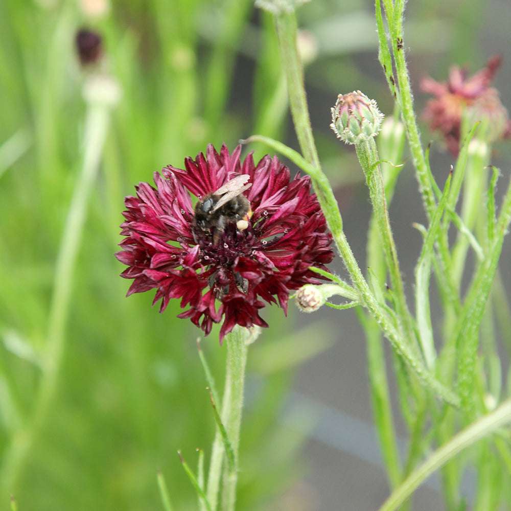 Bluehende Pflanze Kornblume - Centaurea cyanus ´Black Button` aus der Gartenzauber-Saatgutserie