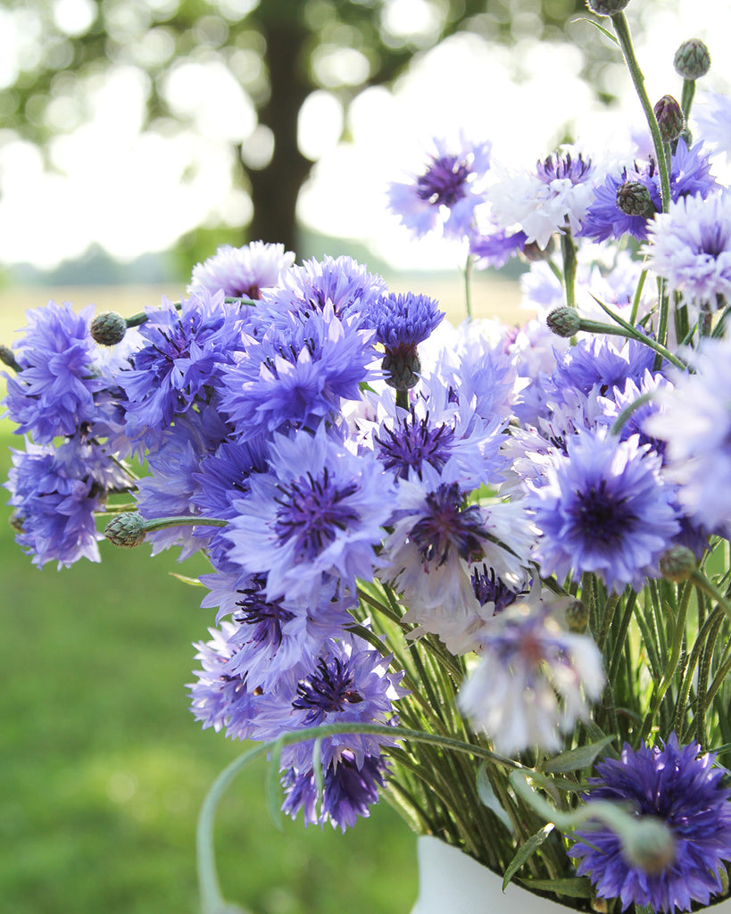 Bluehende Pflanze Kornblume - Centaurea cyanus ´Classic fantastic` aus der Gartenzauber-Saatgutserie