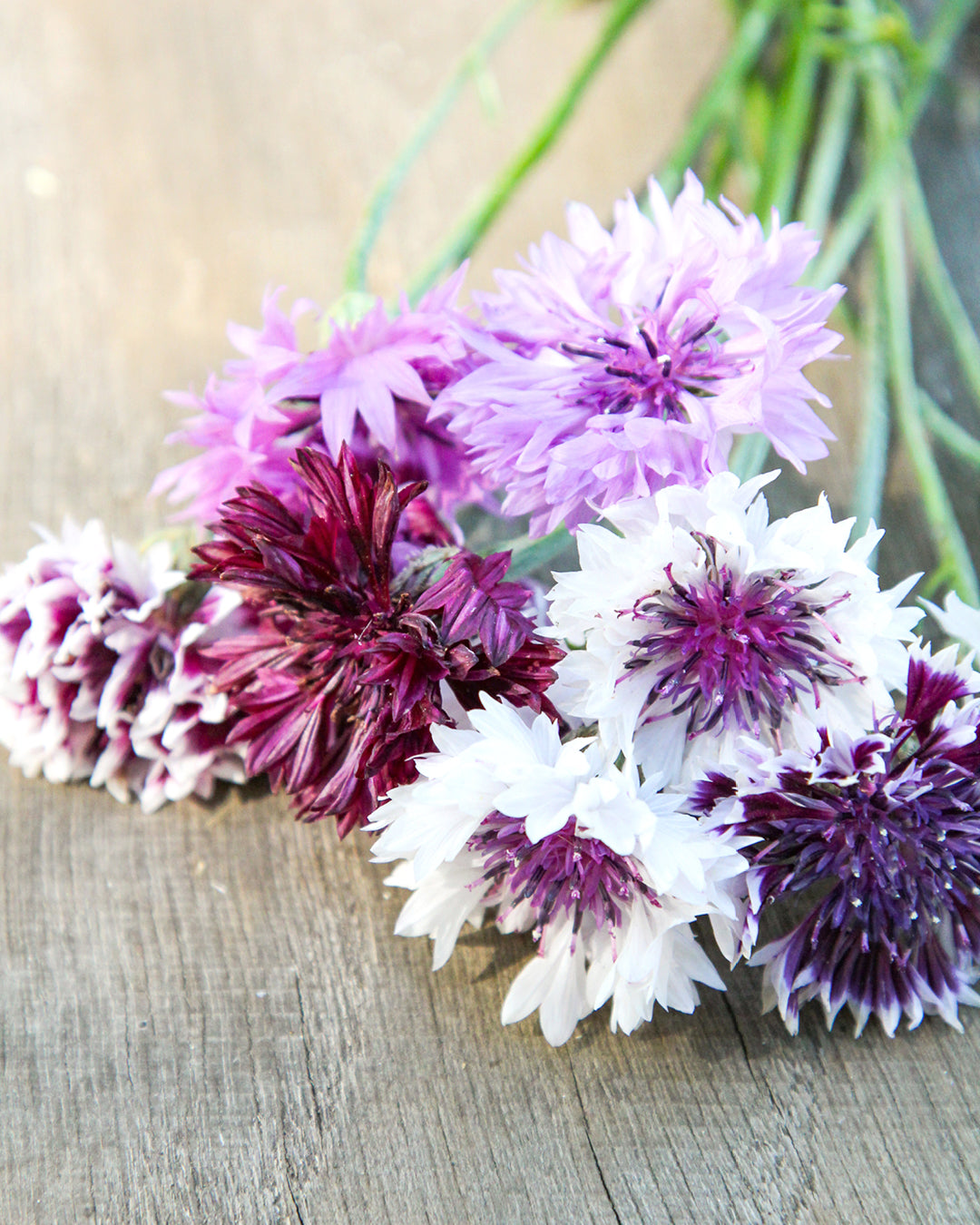 Bluehende Pflanze Kornblume - Centaurea cyanus ´Classic Magic` aus der Gartenzauber-Saatgutserie