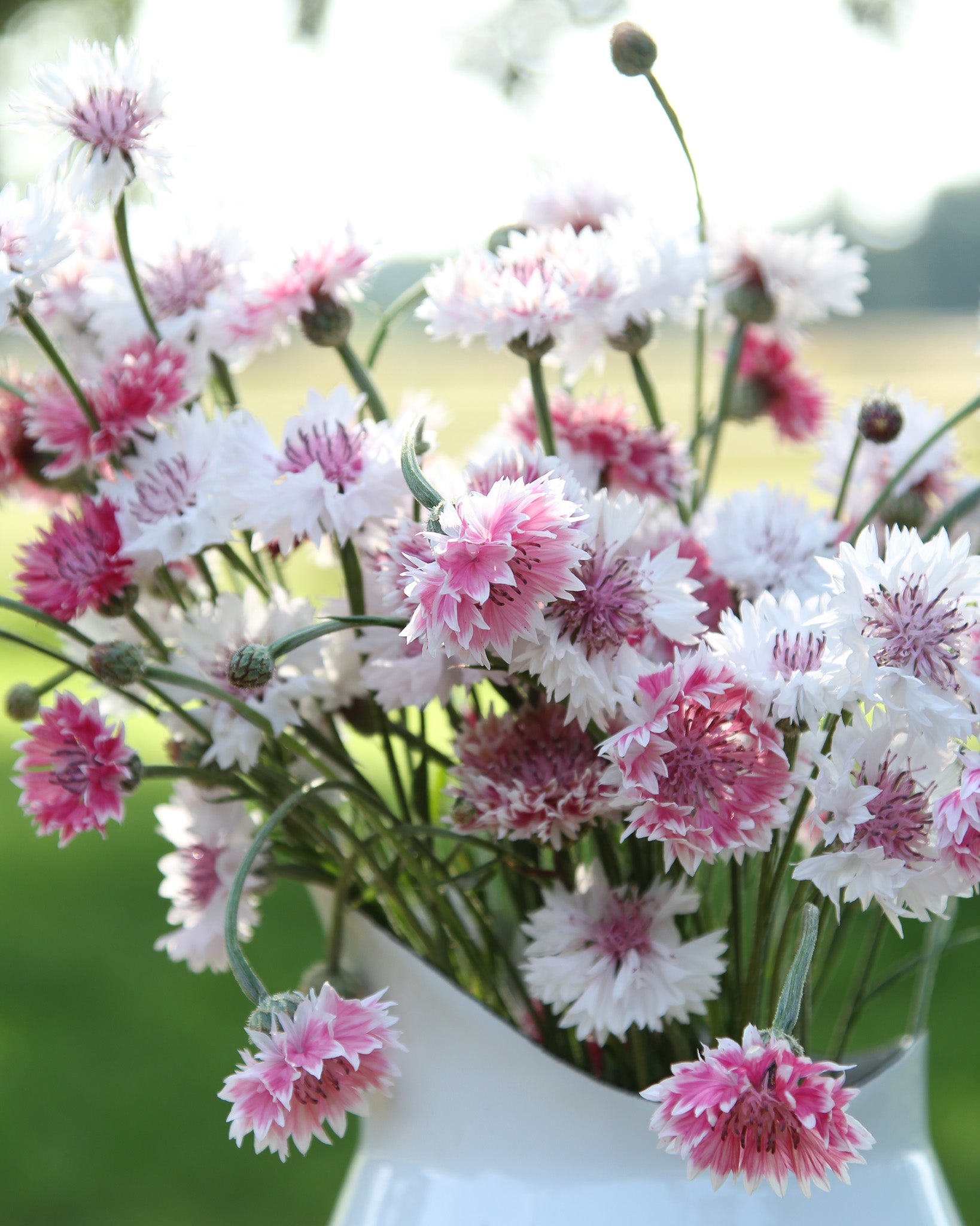 Rosafarbene Blüten der Kornblume ‚Classic Romantic‘ mit natürlichem Wiesencharakter.