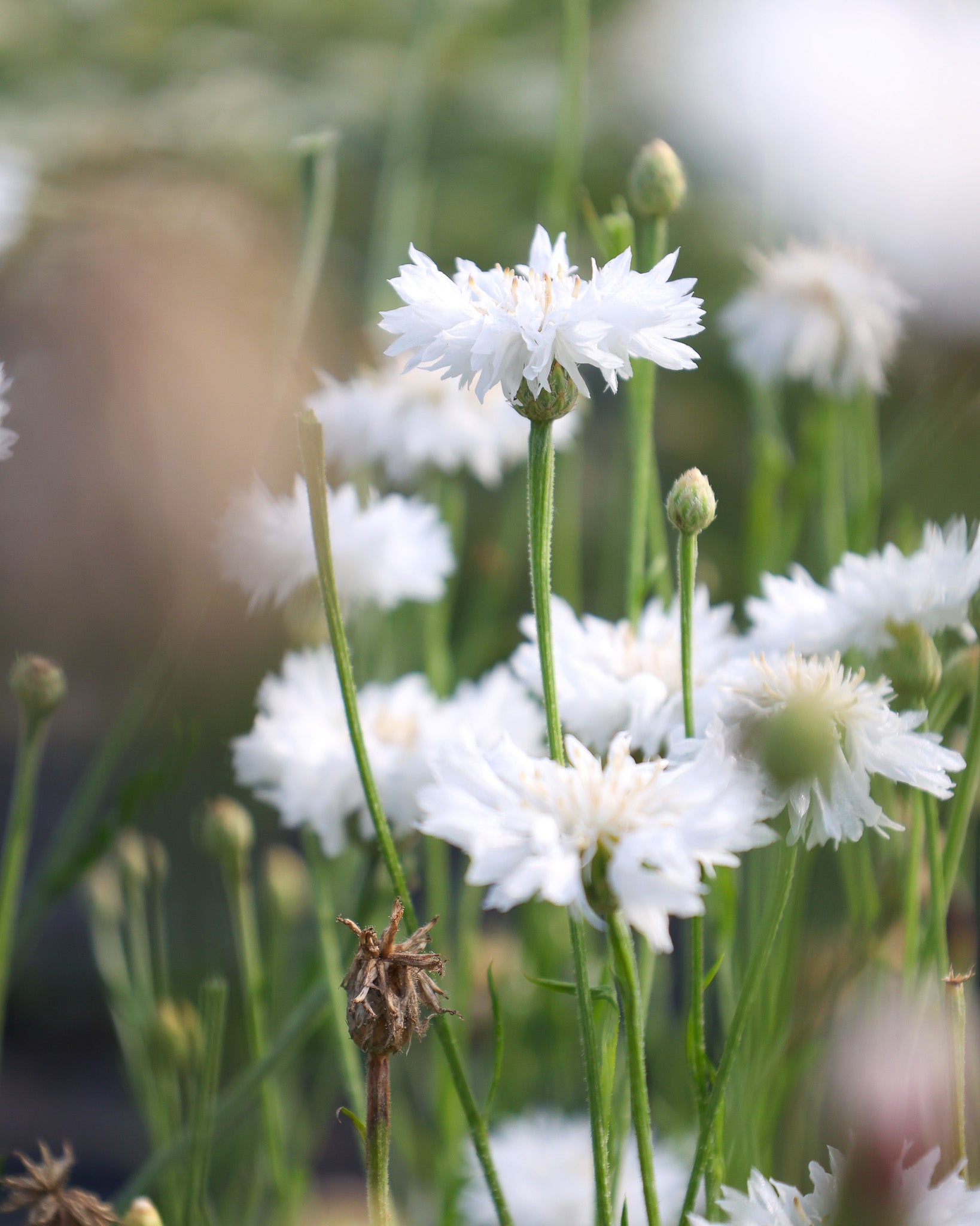 Kugelige, weiße Blüten der Kornblume ‚White Ball‘ mit natürlichem Wiesencharakter.